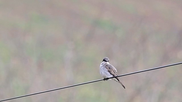 Тиран сірий - ML645678087