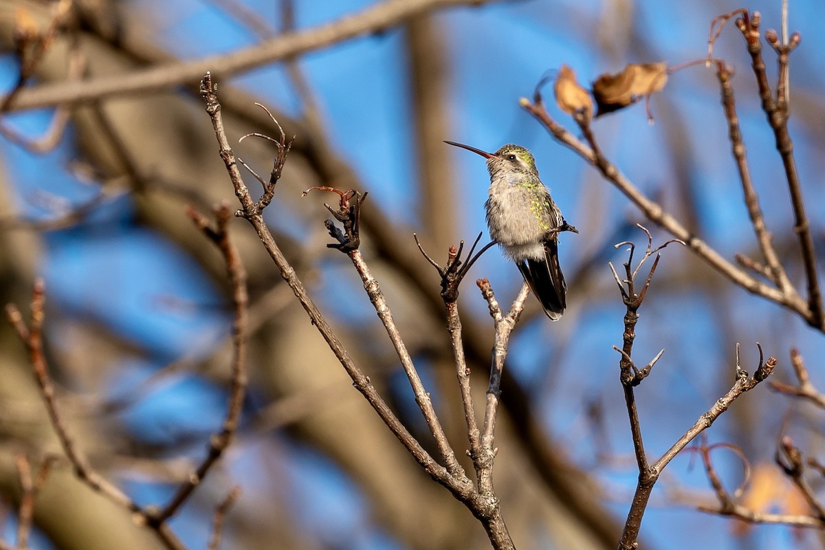 Broad-billed Hummingbird - ML645678090