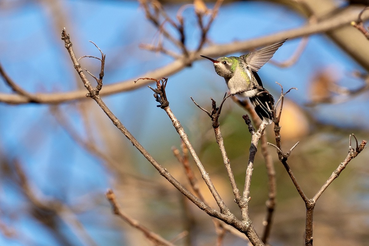Broad-billed Hummingbird - ML645678091