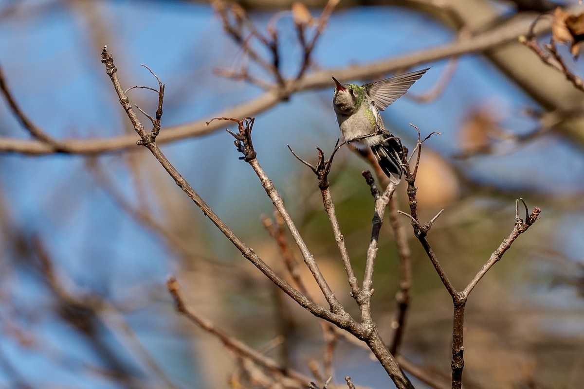 Broad-billed Hummingbird - ML645678092
