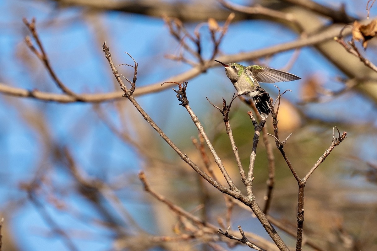 Broad-billed Hummingbird - ML645678093