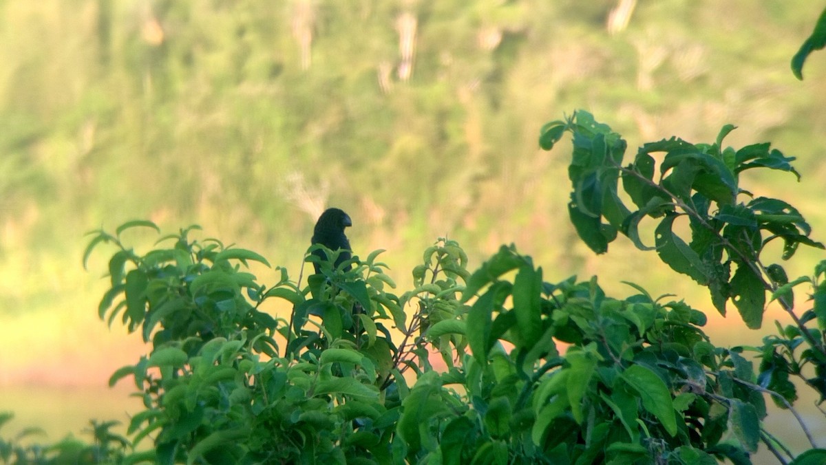 glattnebbani - ML645678096