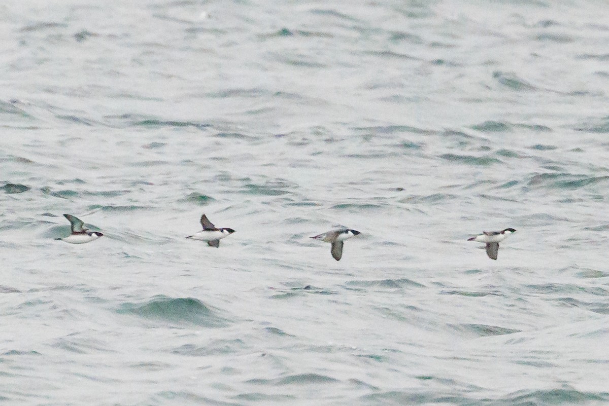 Ancient Murrelet - ML645678097