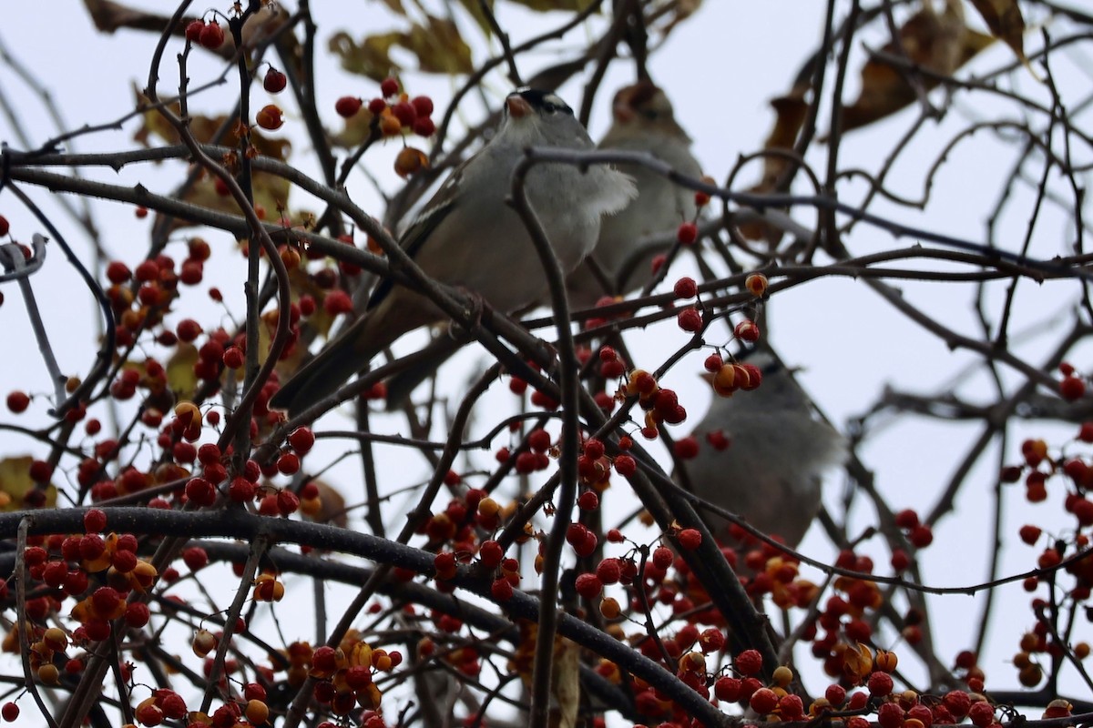 strnadec bělopásý - ML645678104