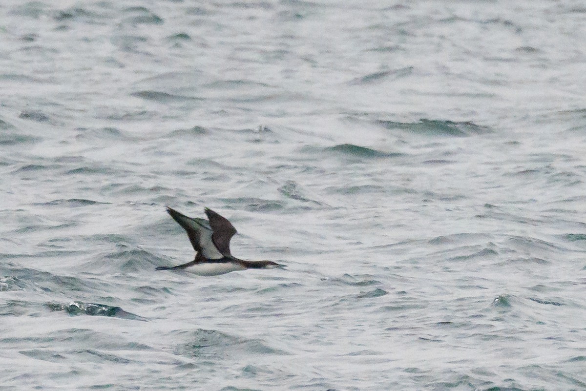 Pacific Loon - ML645678105