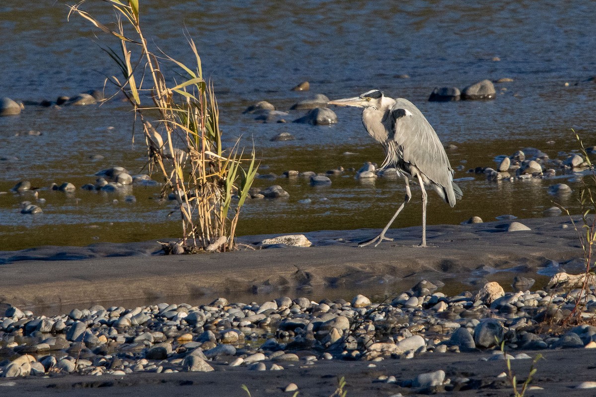 Gray Heron - ML645678108