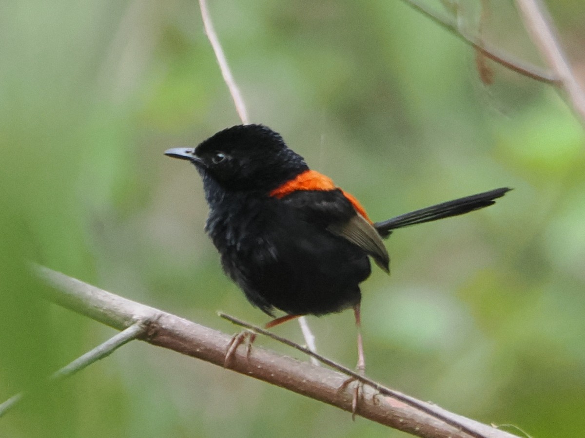 Mérion à dos rouge - ML645678111