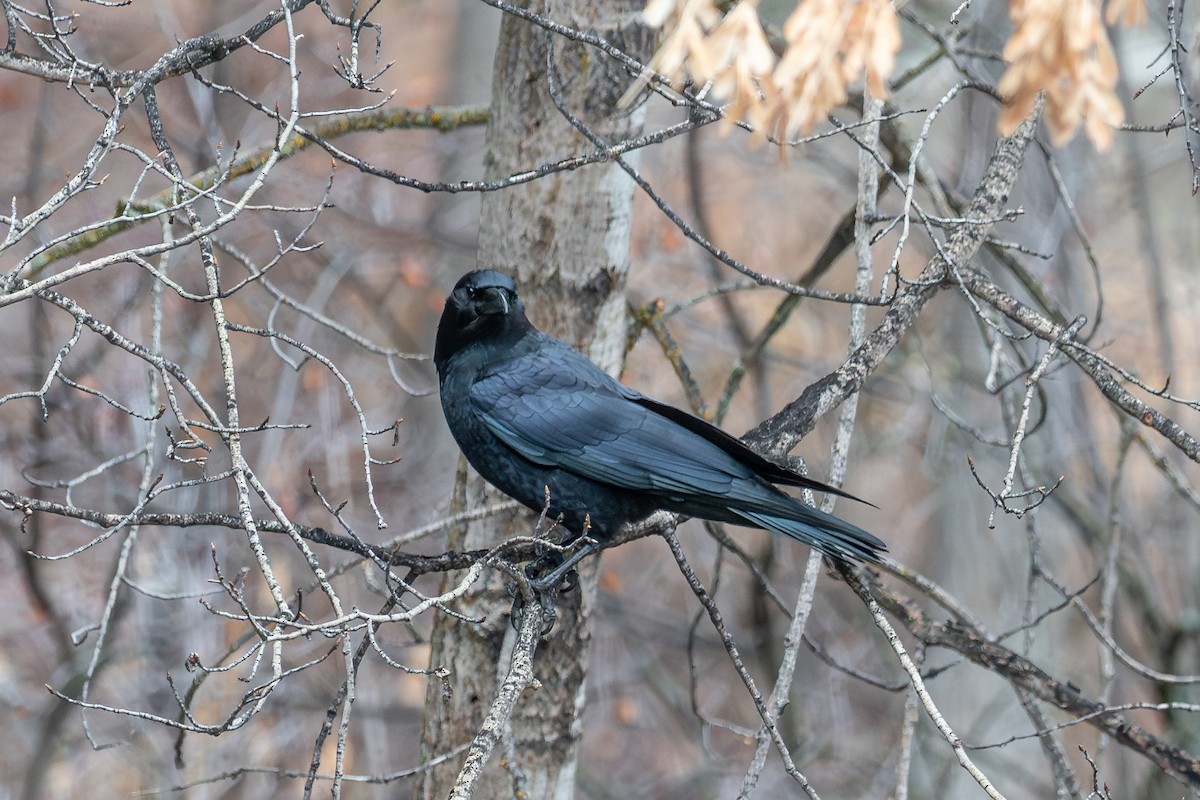 Grand Corbeau - ML645678112