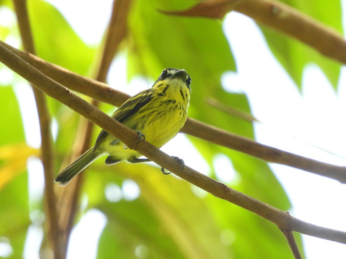 Todirostre bridé - ML645678114