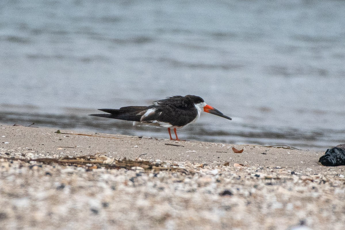 Bec-en-ciseaux noir - ML645678115