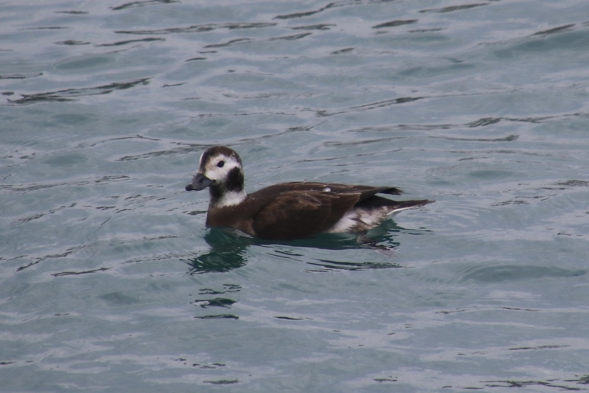 Harelde kakawi - ML645678117