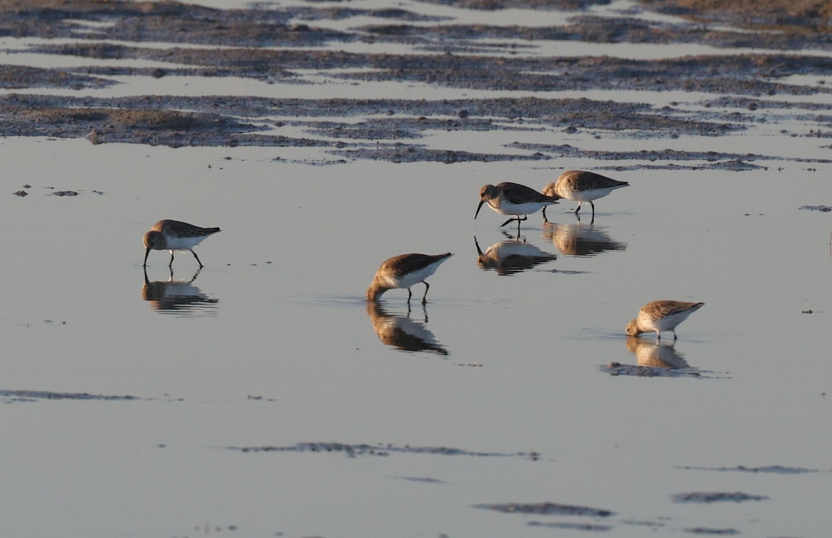 Bécasseau variable - ML645678119