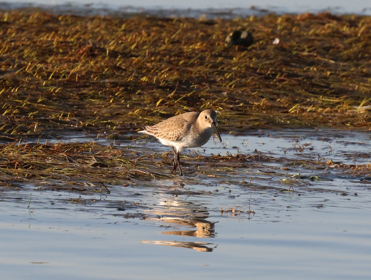 Bécasseau variable - ML645678120