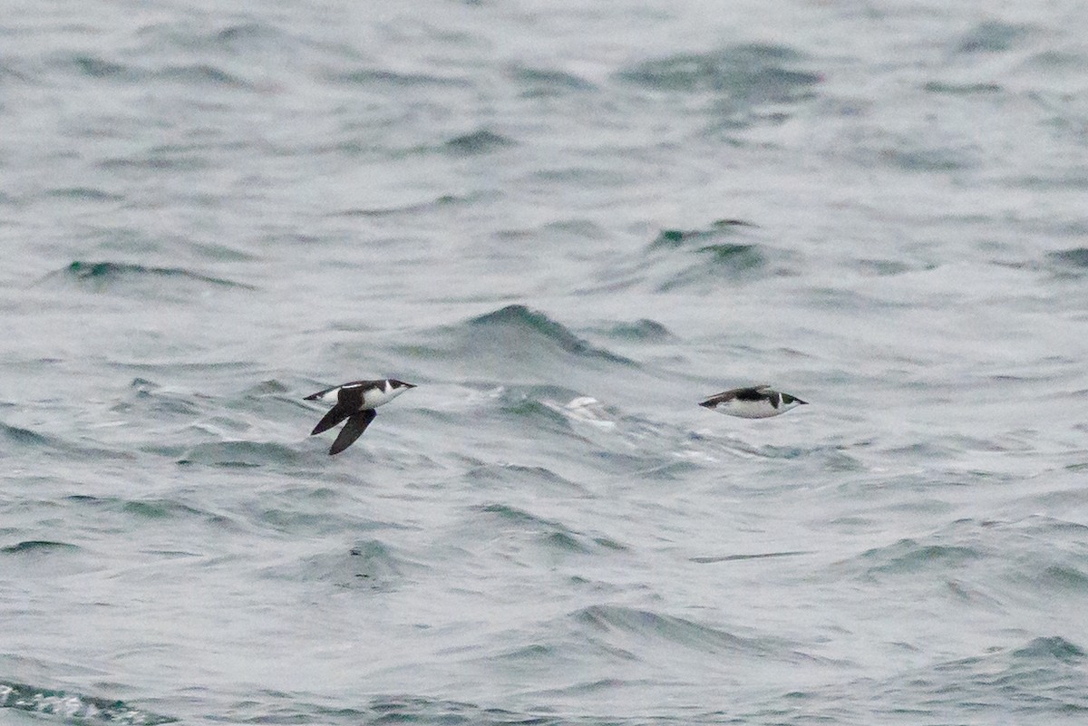 Guillemot marbré - ML645678130