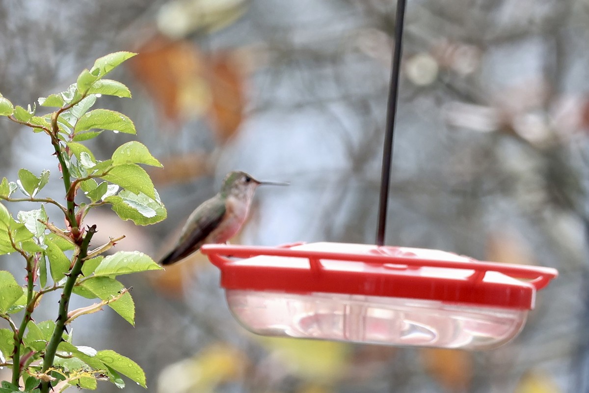 kalypta rezavolesklá - ML645678132