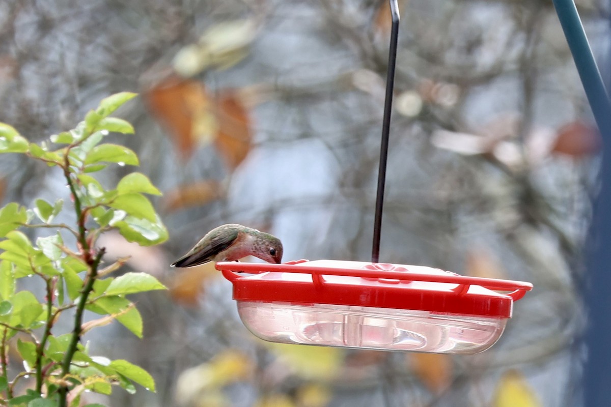 kalypta rezavolesklá - ML645678133