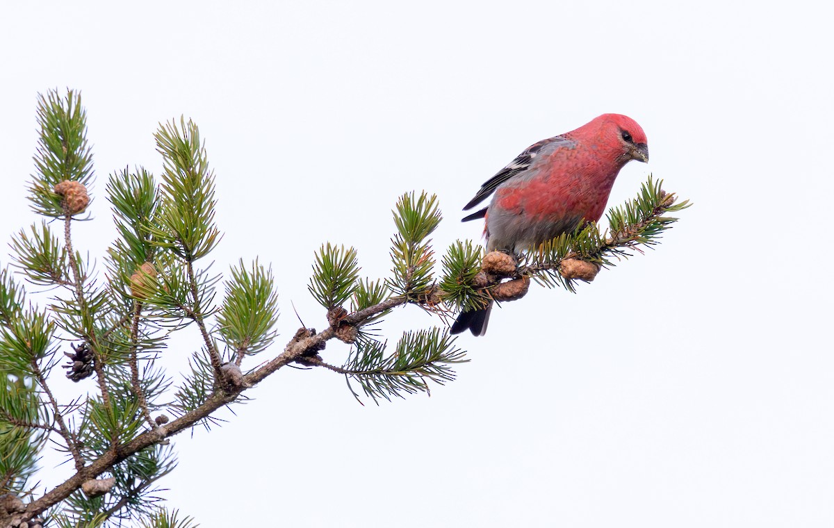 Pine Grosbeak - ML645678137