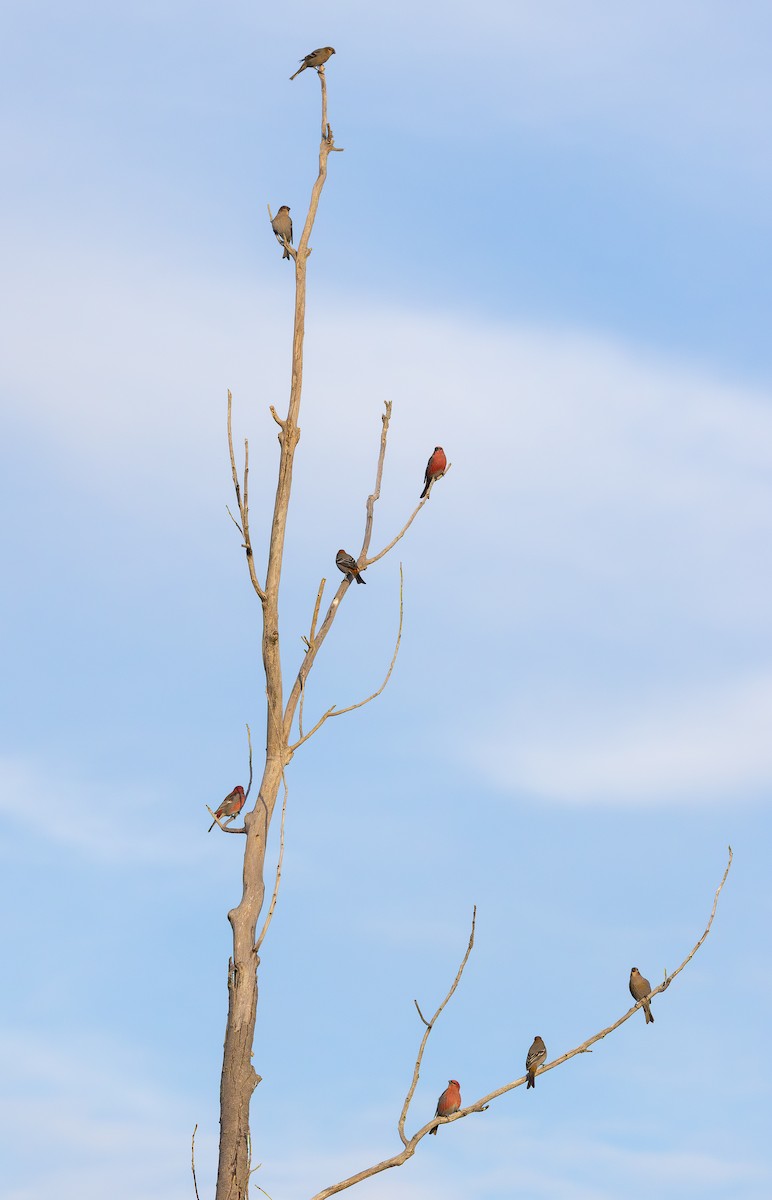 Pine Grosbeak - ML645678138