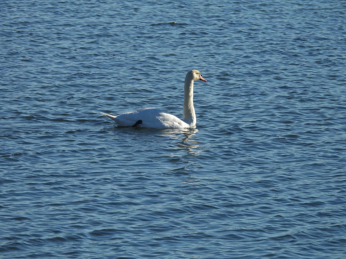 Cygne tuberculé - ML645678142