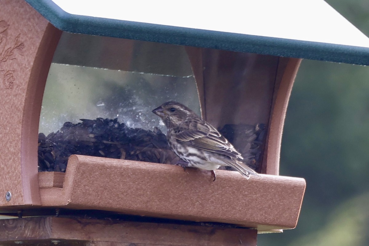 Roselin pourpré - ML645678143