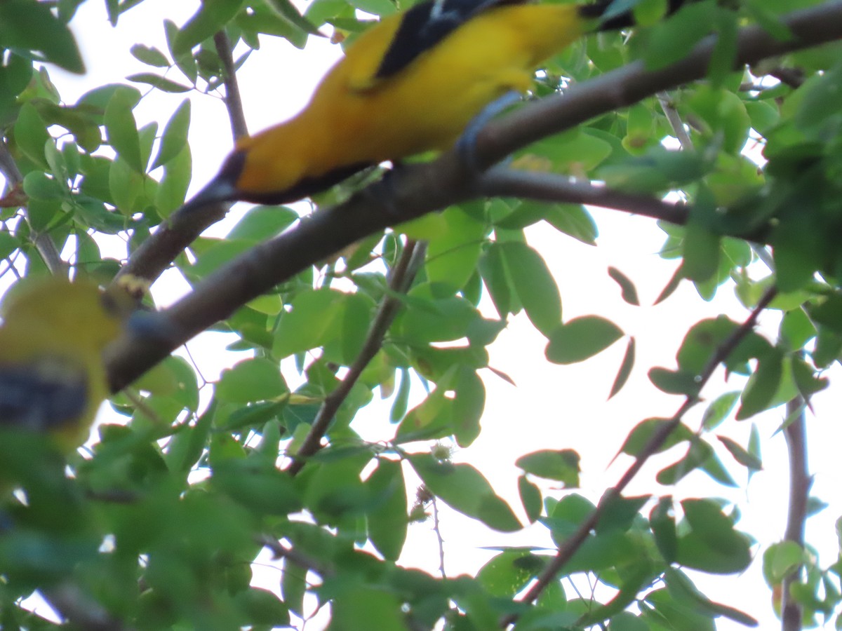 Oriole jaune - ML645678147