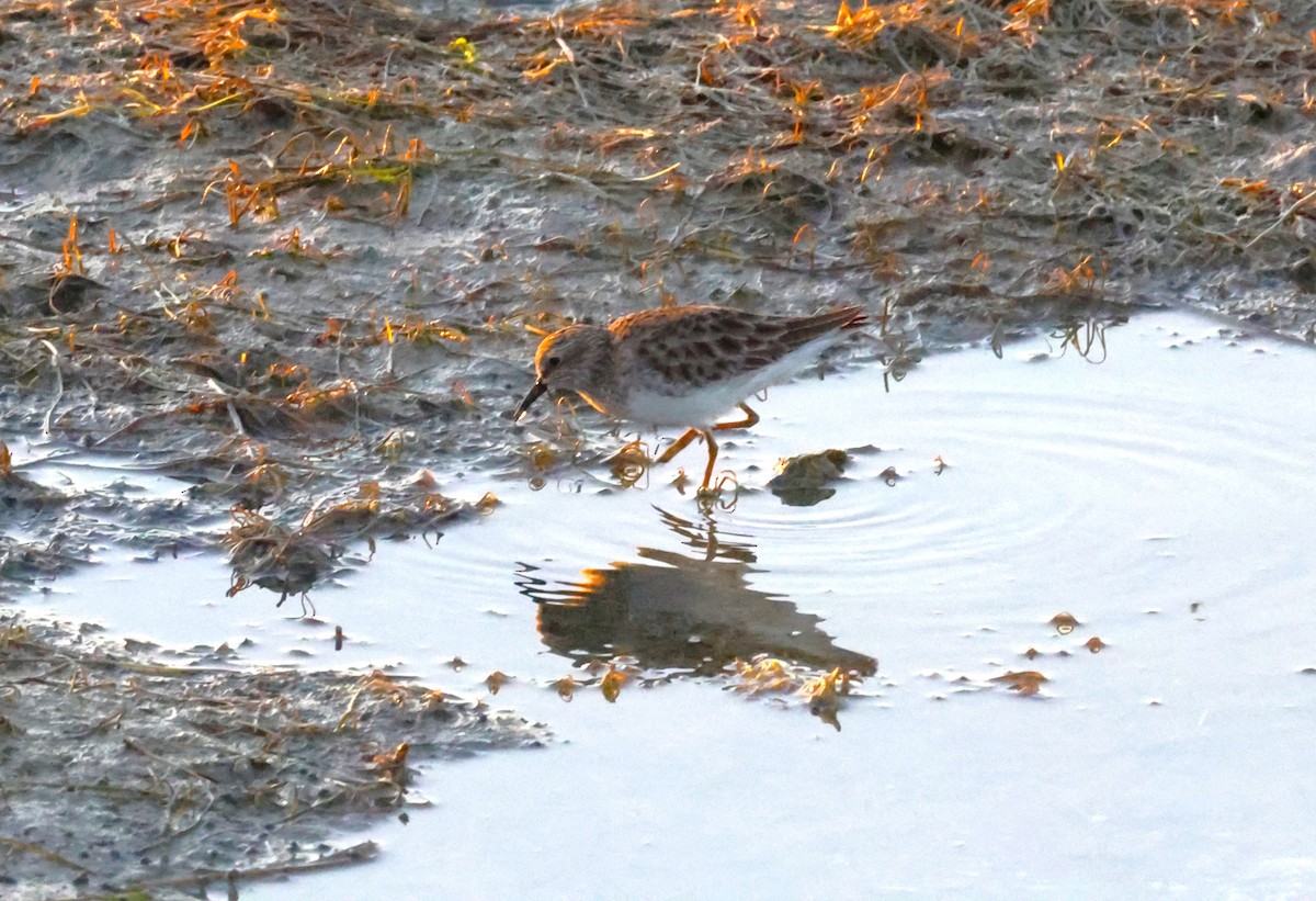 Bécasseau minuscule - ML645678148