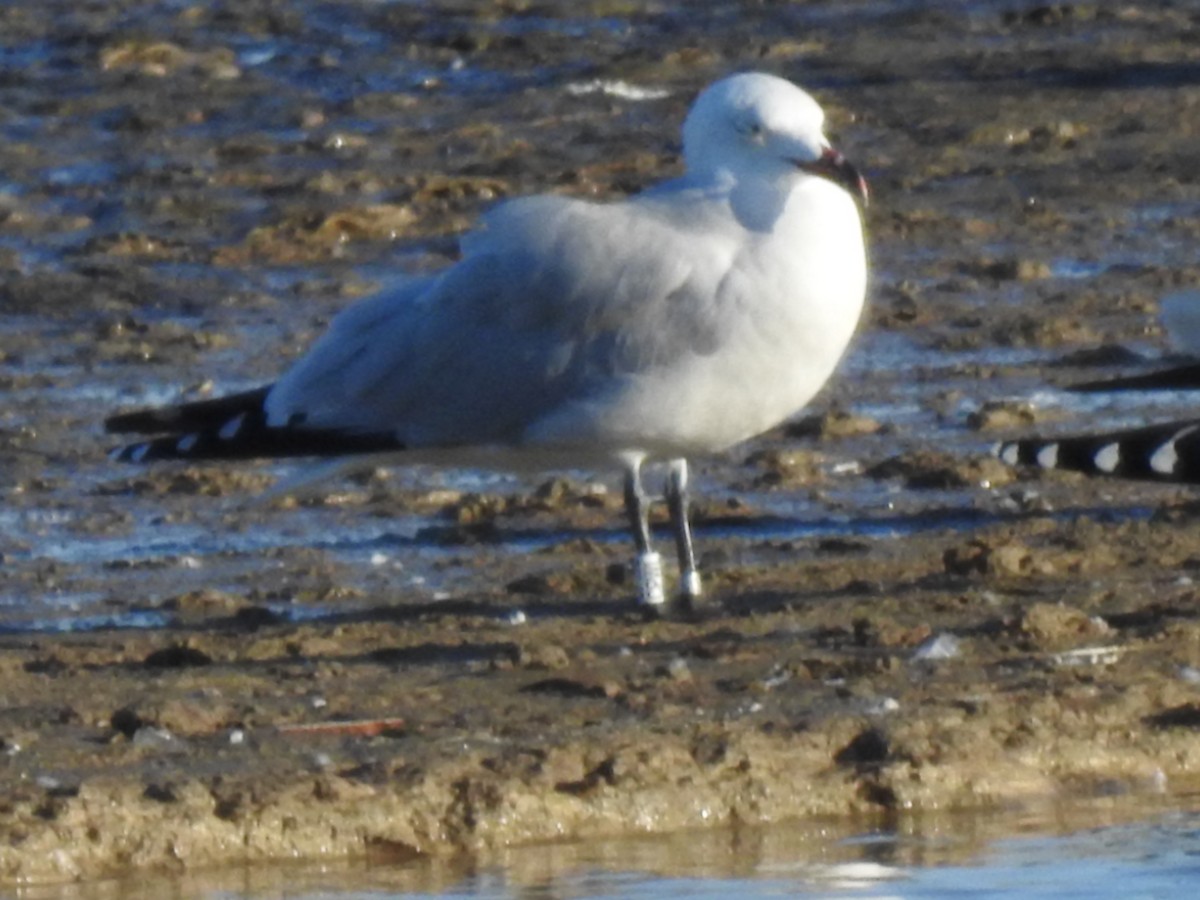 Goéland d'Audouin - ML645678149