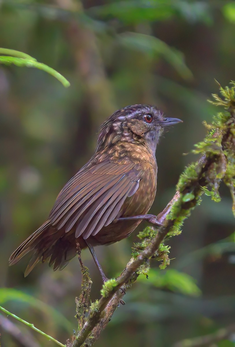 Turdinule des montagnes - ML645678150