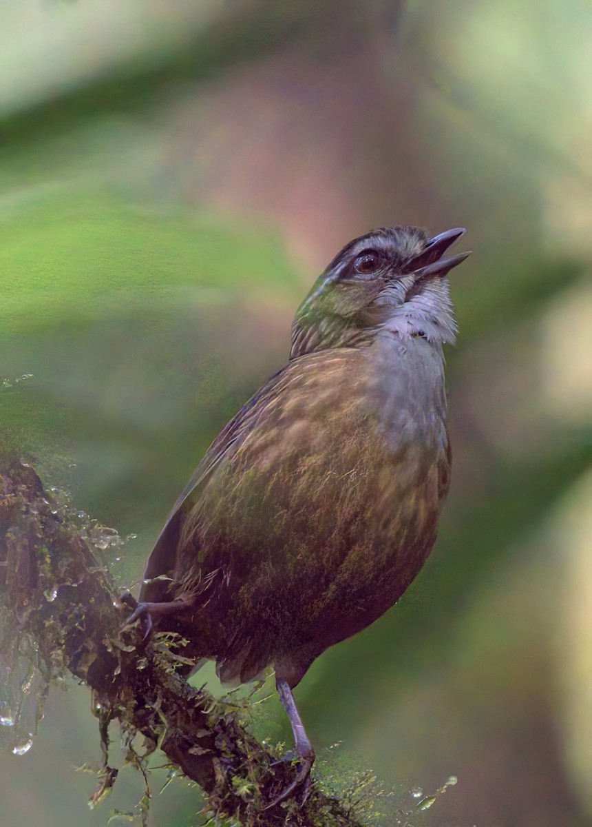 Turdinule des montagnes - ML645678151