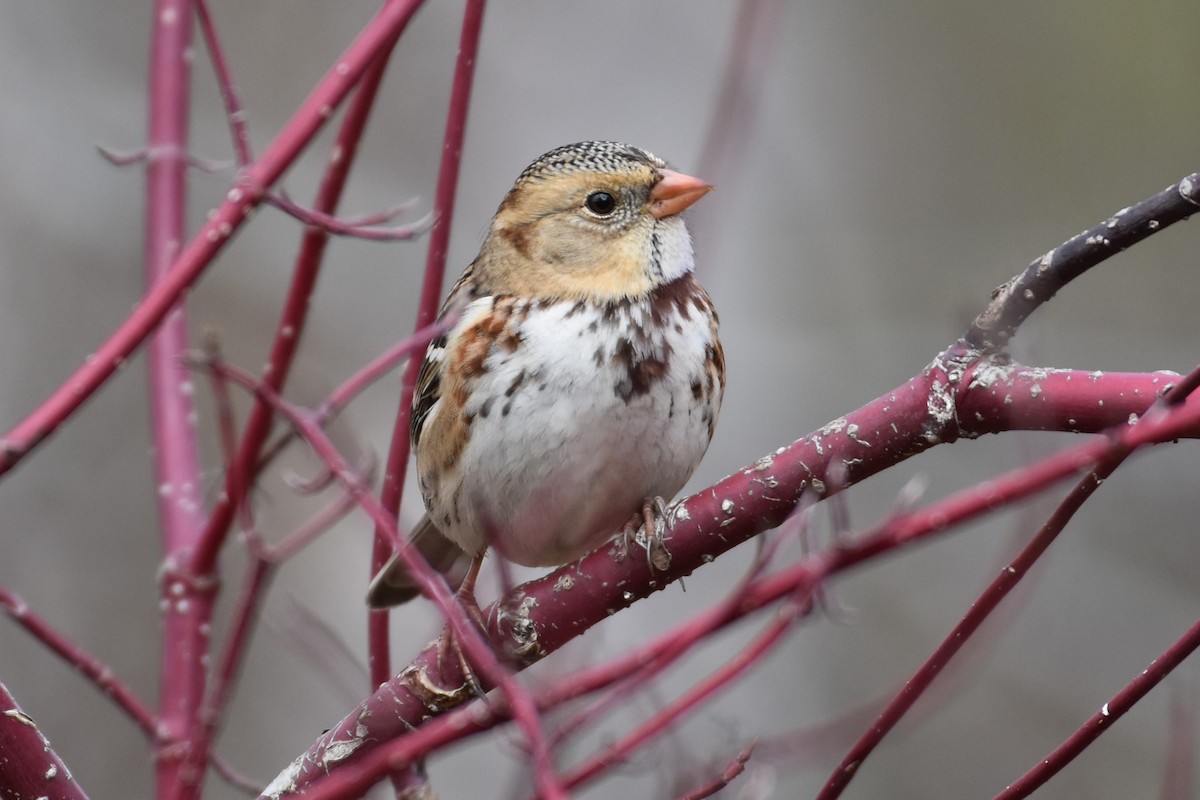 Harris's Sparrow - ML645678153