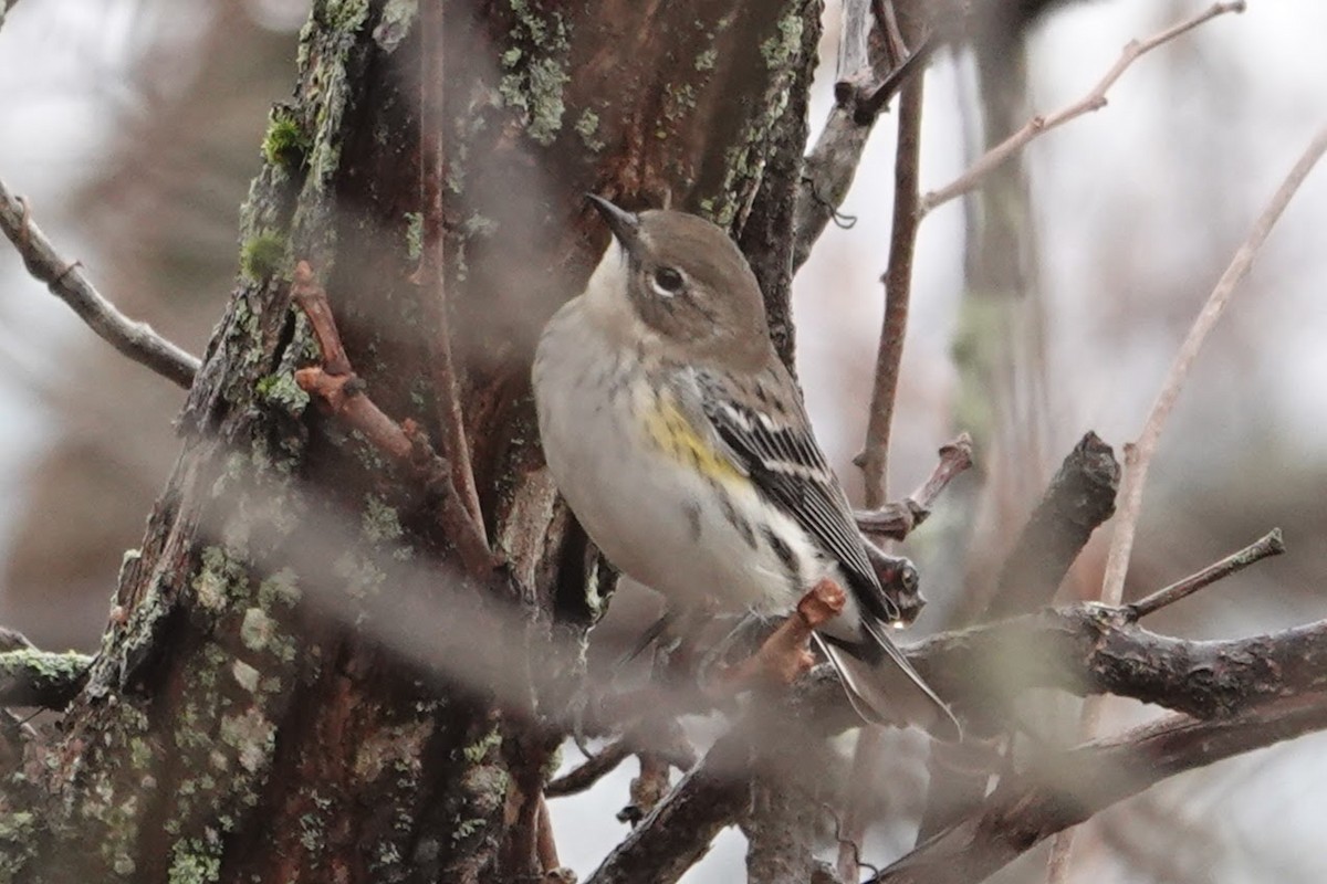 Paruline à croupion jaune - ML645678154