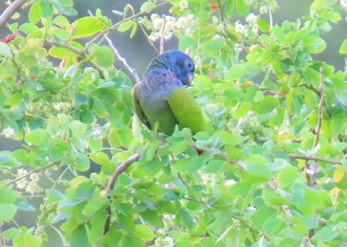 Pione à tête bleue - ML645678162