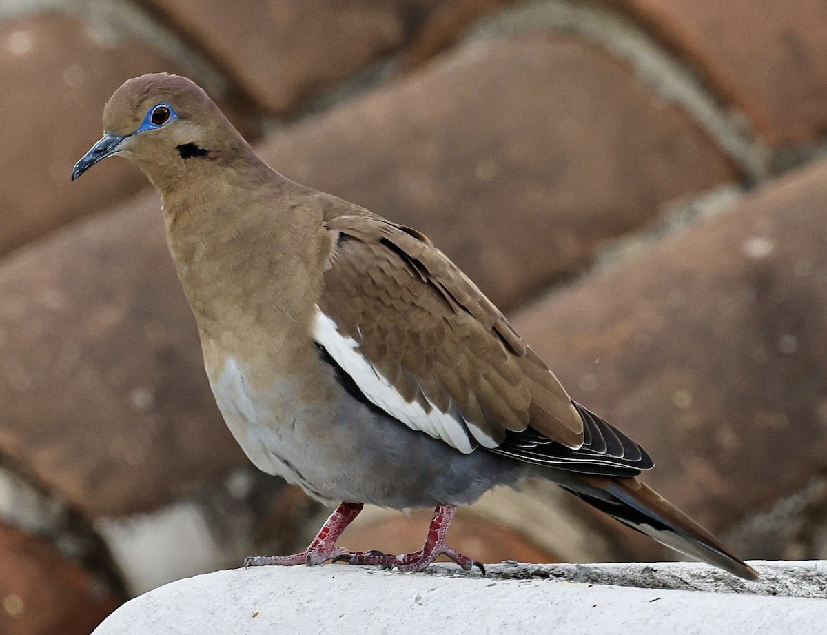 Tourterelle à ailes blanches - ML645678163