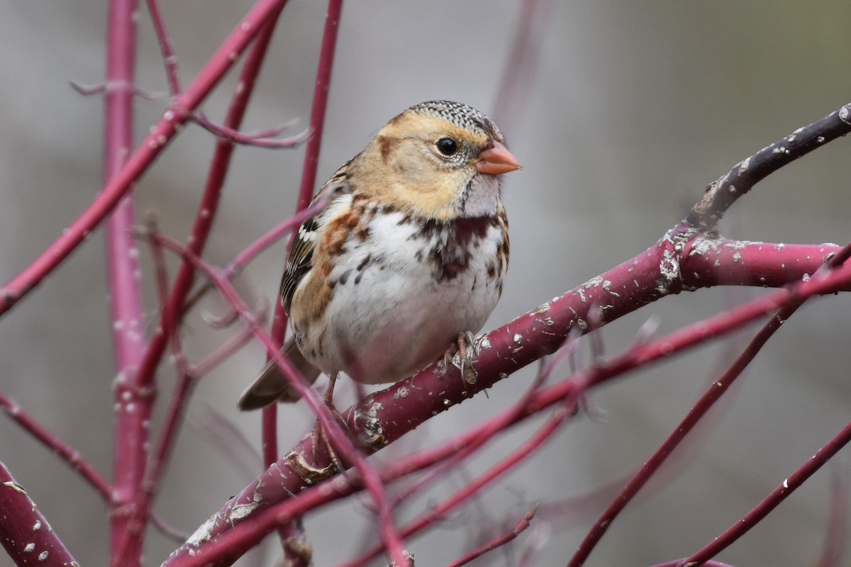 Harris's Sparrow - ML645678164