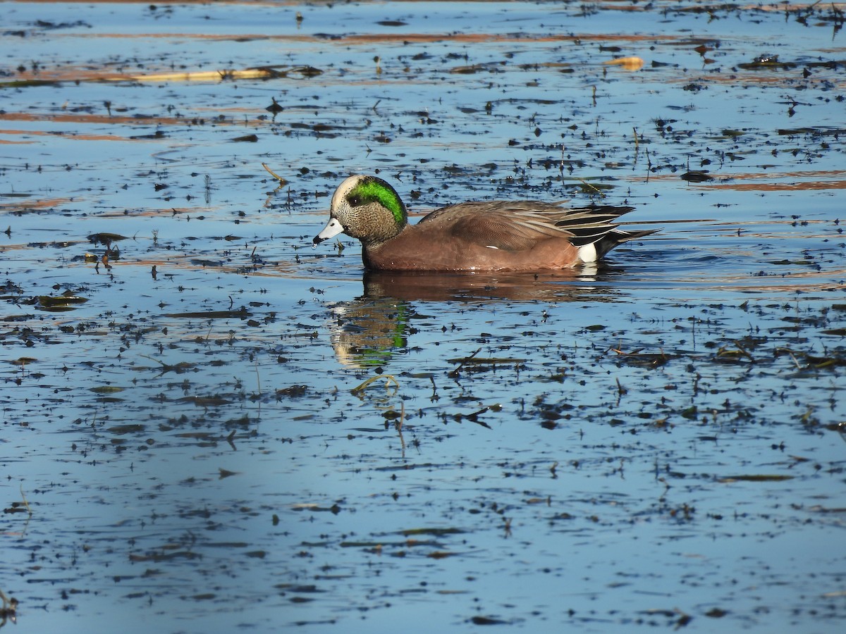Canard d'Amérique - ML645678166