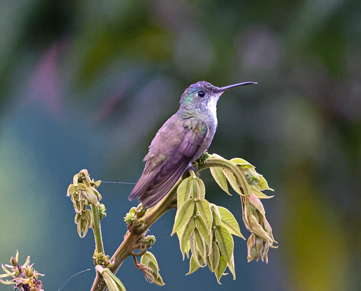 Ariane à couronne azur - ML645678167