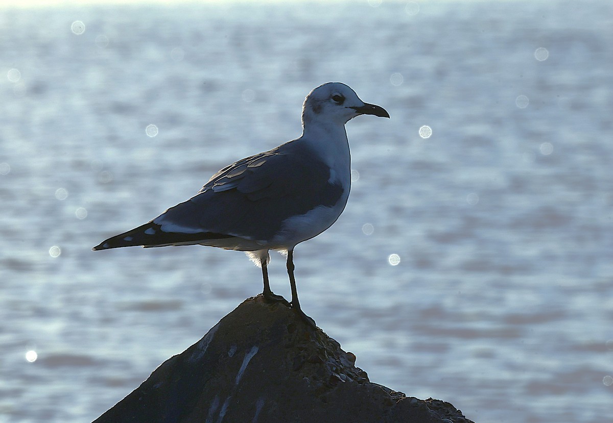 Mouette atricille - ML645678168