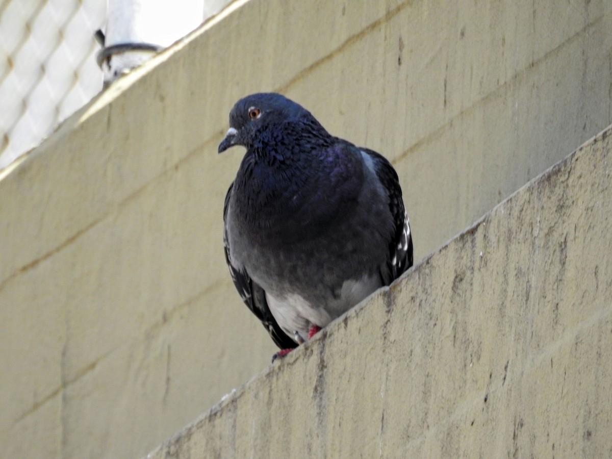 Kaya Güvercini (evcil tip) - ML645678171