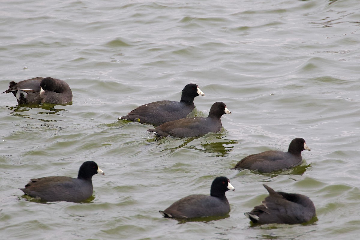 Foulque d'Amérique - ML645678172