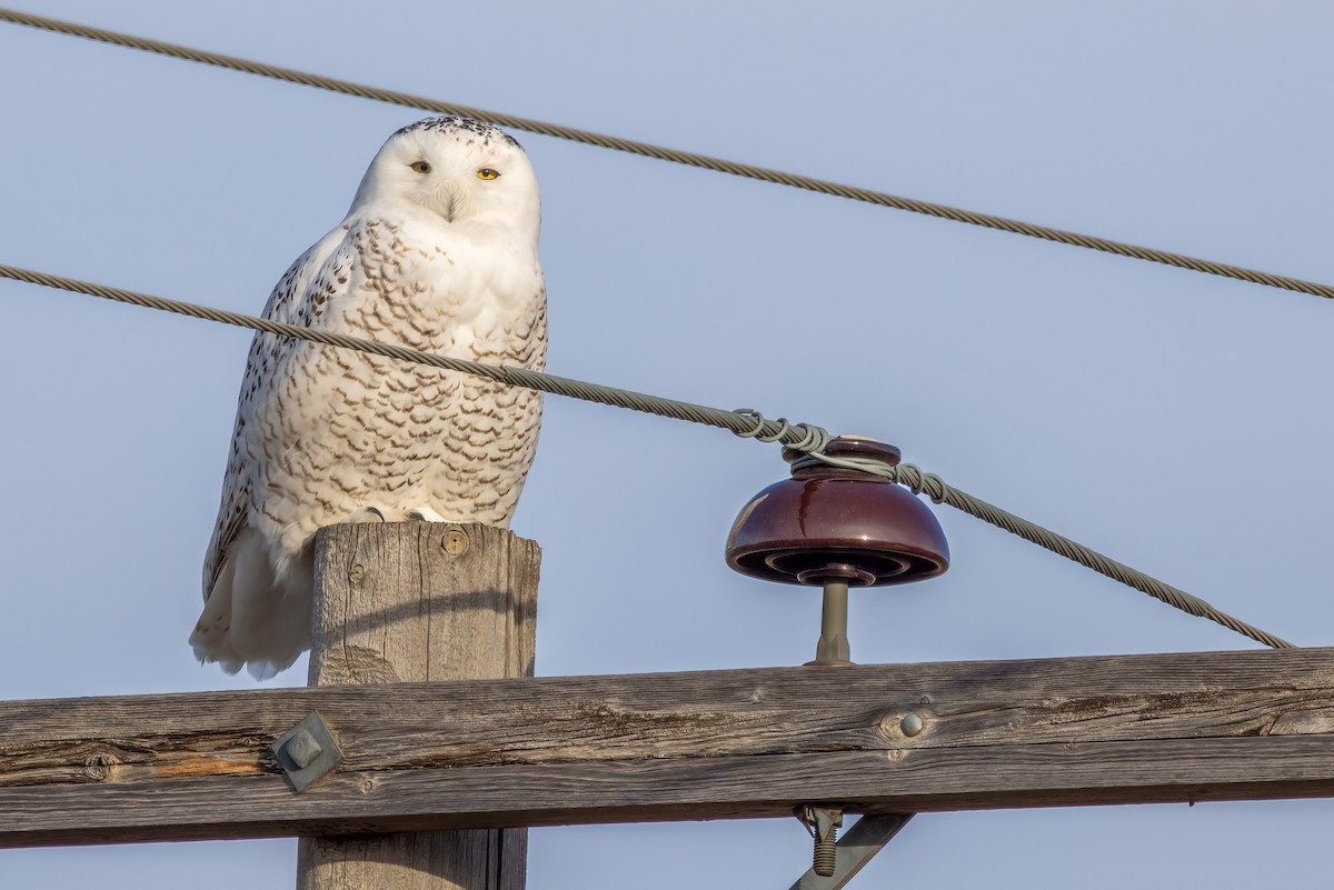 sovice sněžní - ML645678174