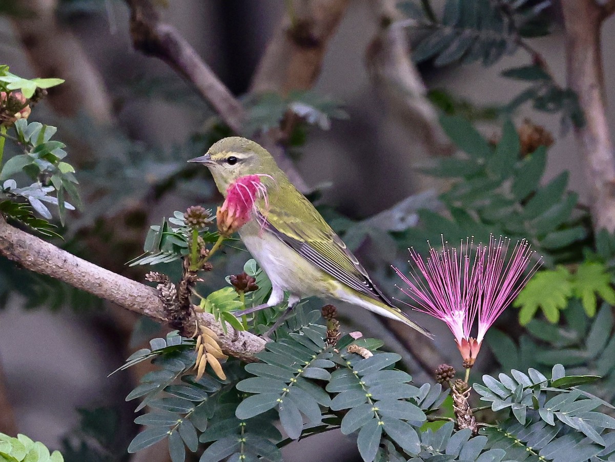 Червоїд світлобровий - ML645678180