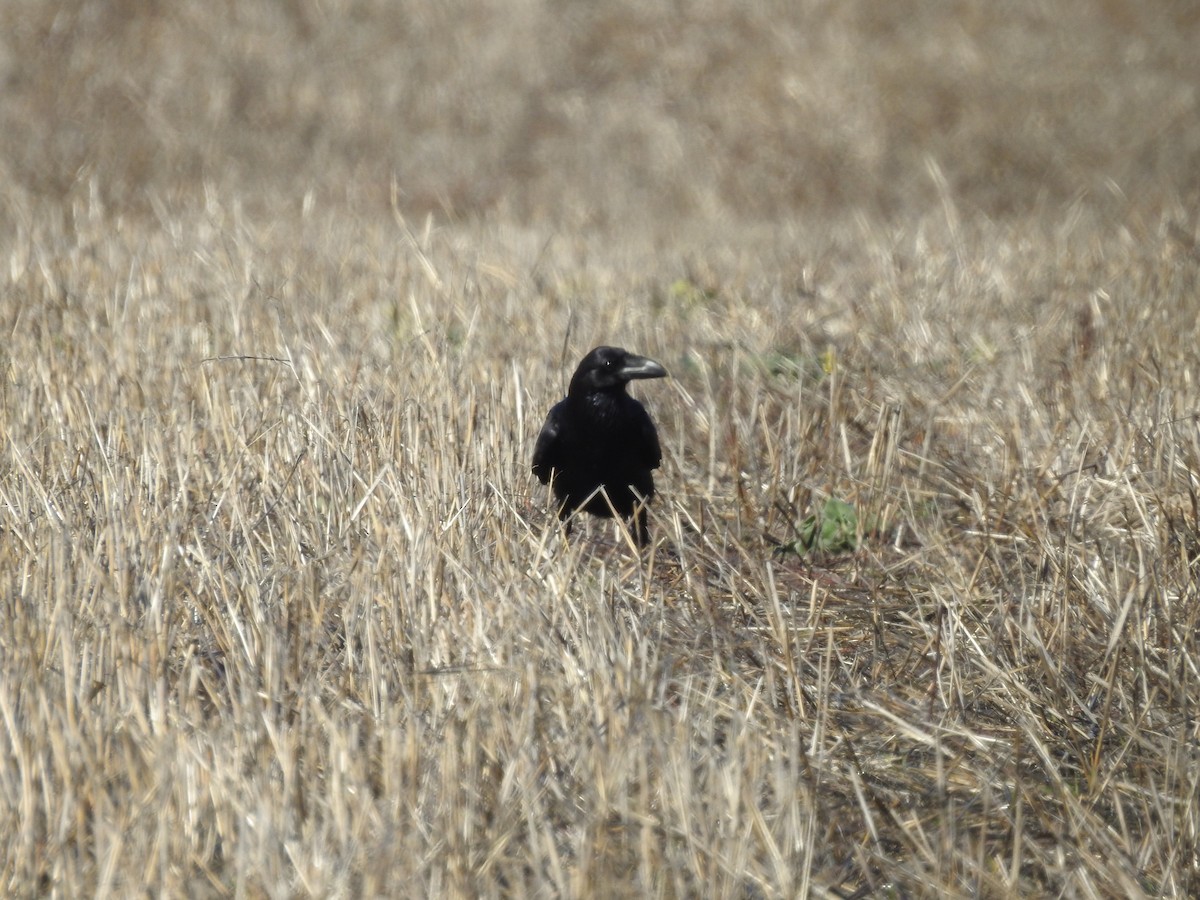 Erroi handia - ML645678194