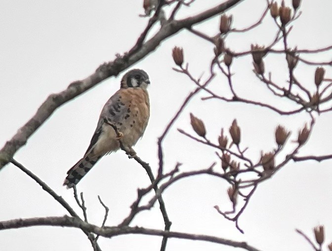 American Kestrel - ML645678214
