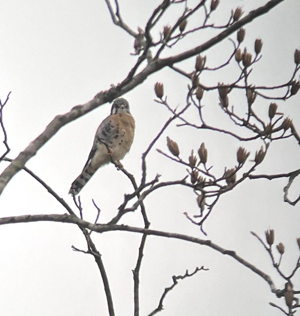 American Kestrel - ML645678215