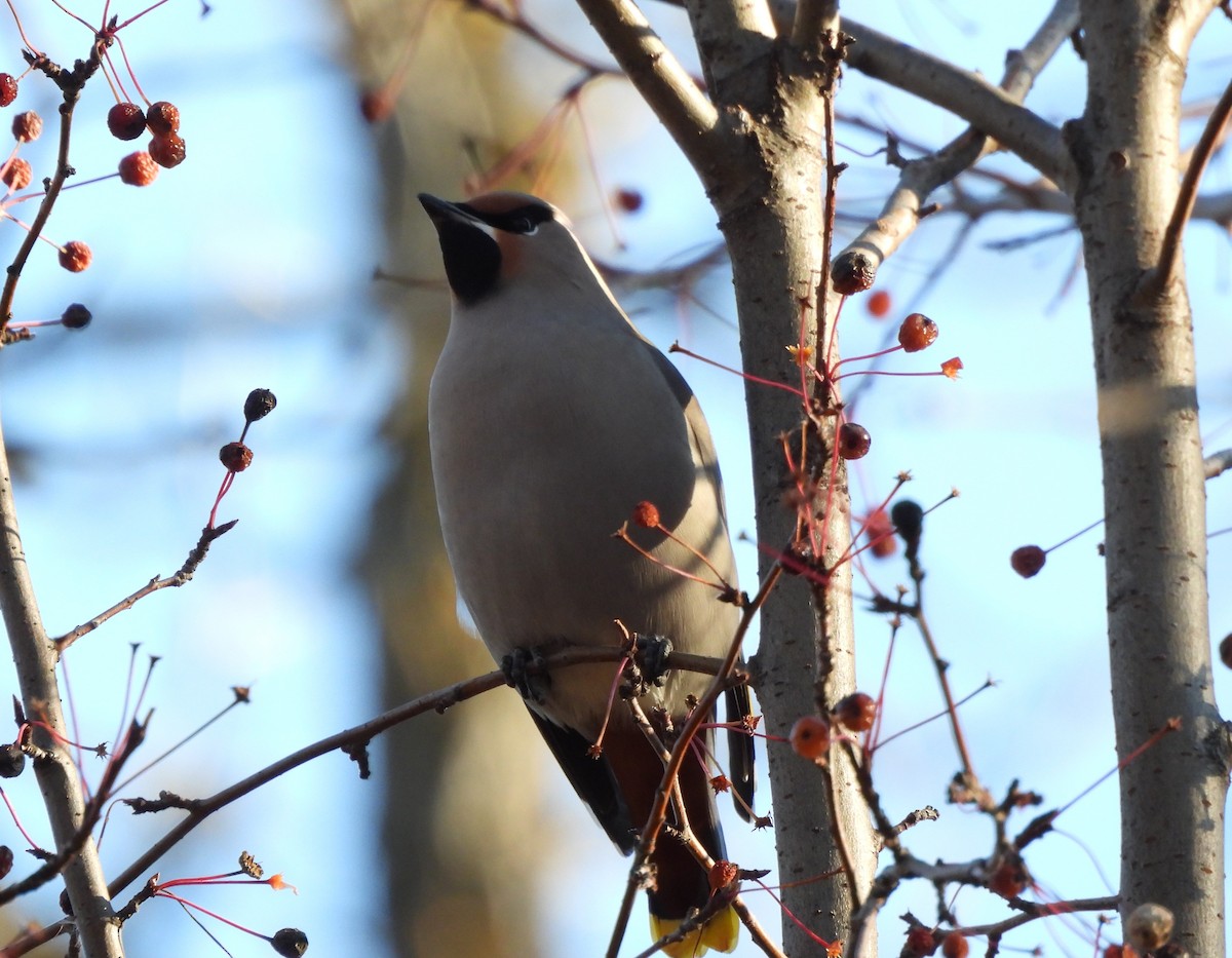 Buztanori boreala - ML645678219
