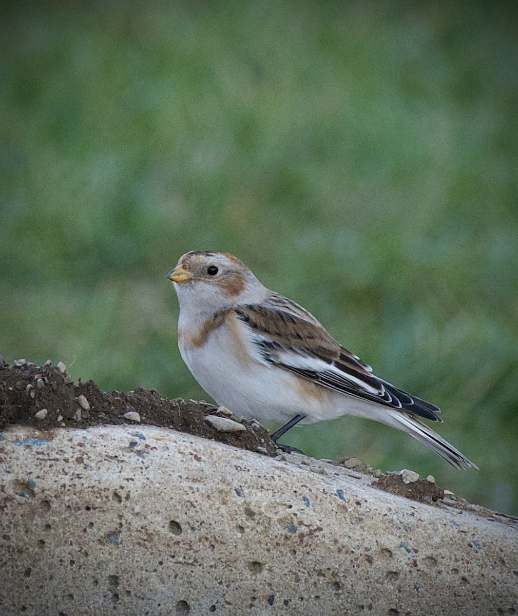 Zigolo delle nevi - ML645678228