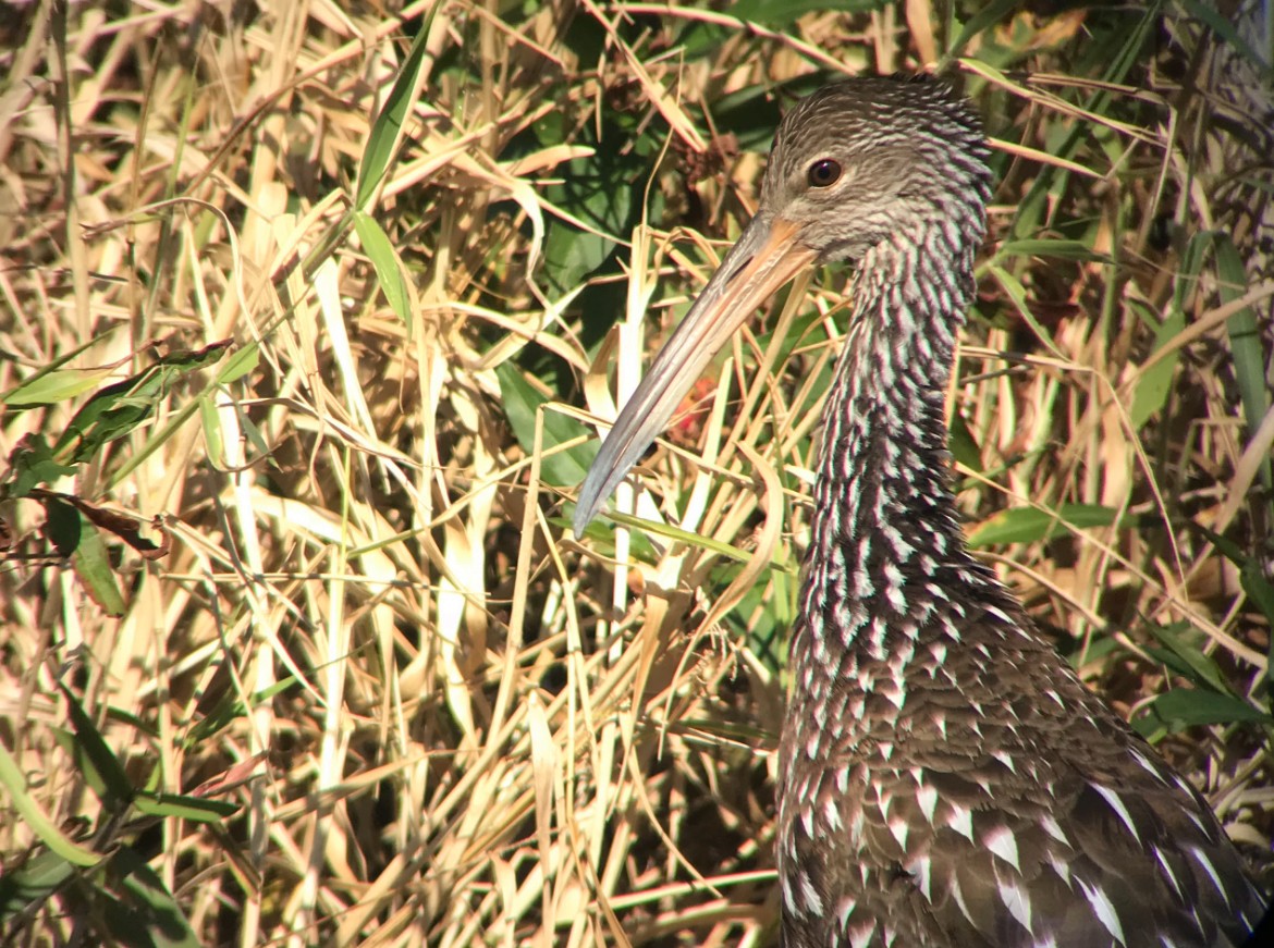 kurlan chřástalovitý - ML645678233