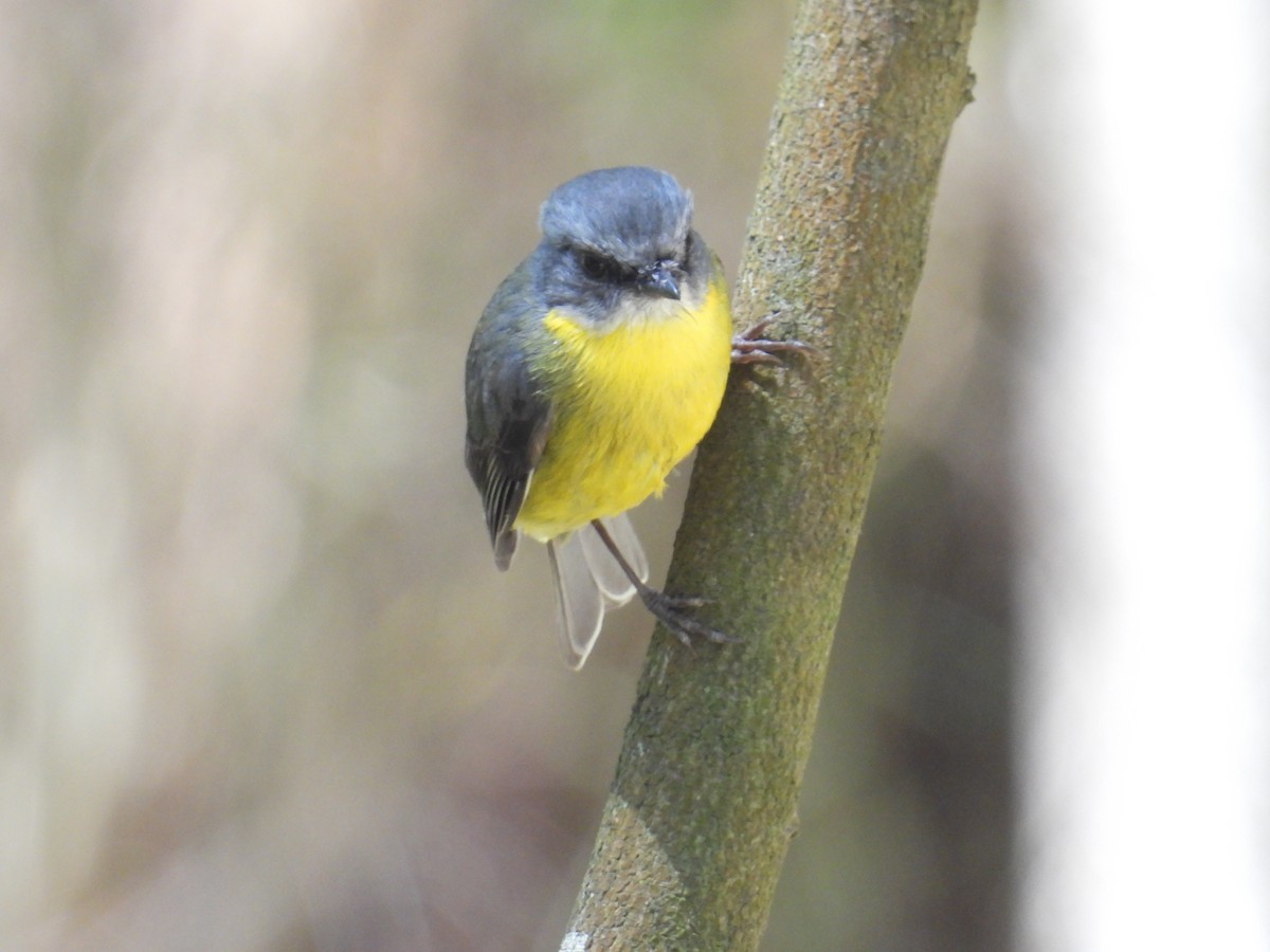 lejsčík žlutý - ML645678237