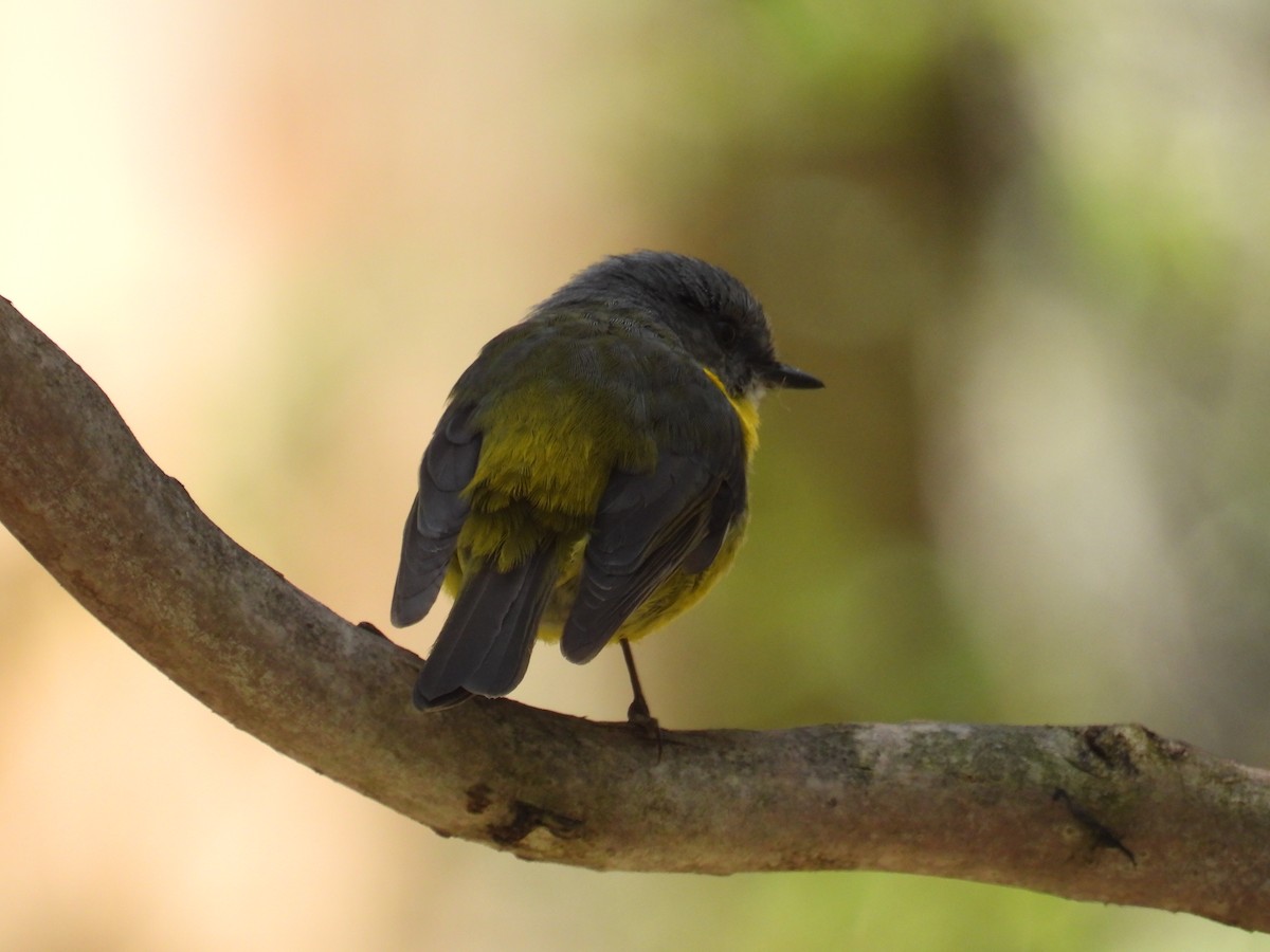 lejsčík žlutý - ML645678238