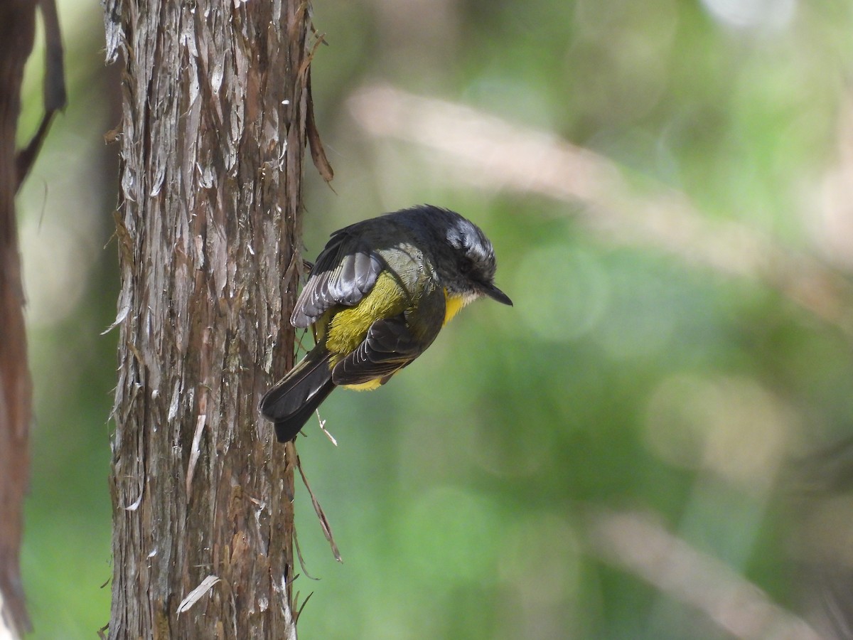 lejsčík žlutý - ML645678239